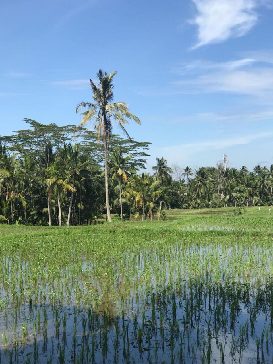 Paraiso Cottage Ubud エクステリア 写真